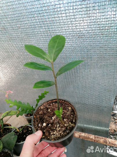 Замиокулькас,сингониумы,сциндапсус мунлайт