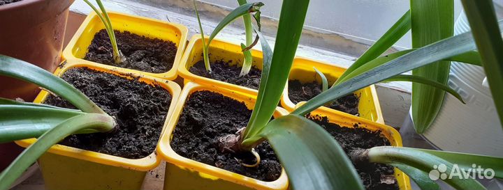 Гиппеаструм,толстянка, алоэ,оленьи рожки, каланхоэ