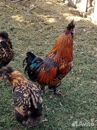 Петух Павловской породы