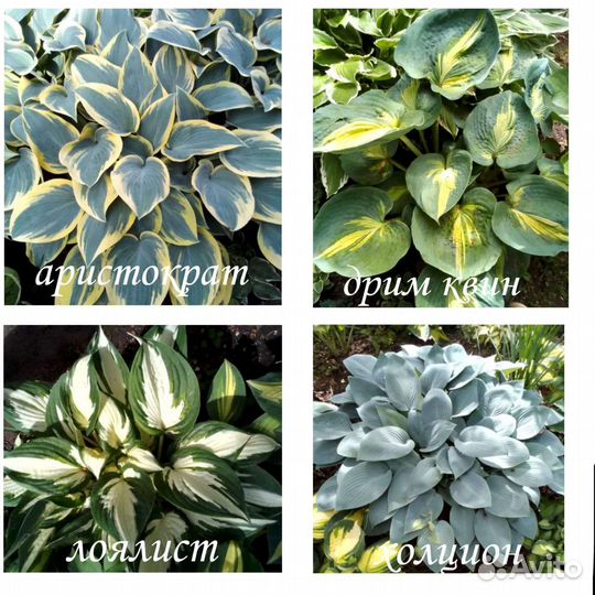 Хоста растение