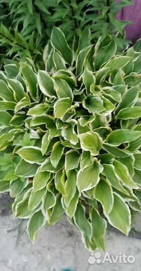 Хоста цветы