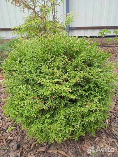 Туя западная Литл Чемпион