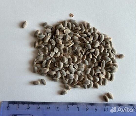 Семена сосна веймутова