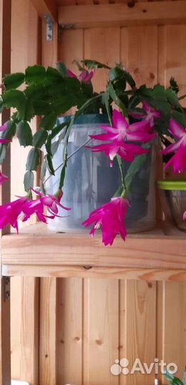 Комнатные растения и цветы