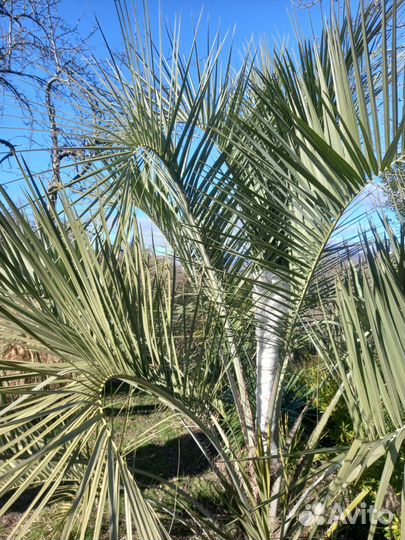 Листья Финиковых Пальм для Праздников