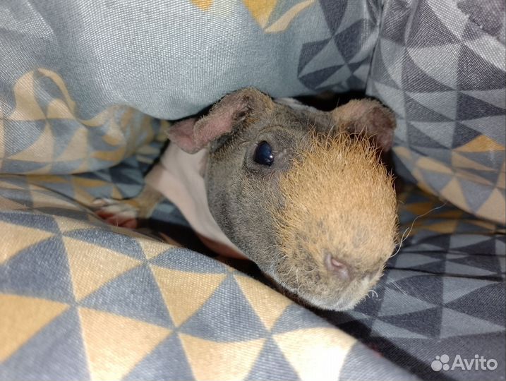 Морская свинка скинни