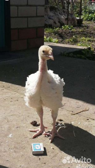 Индюки индюшата