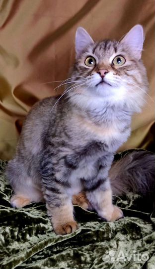 Кошка в дом