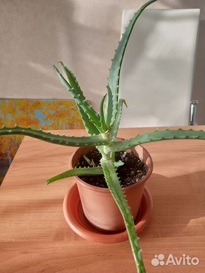 Алоэ вера лечебный