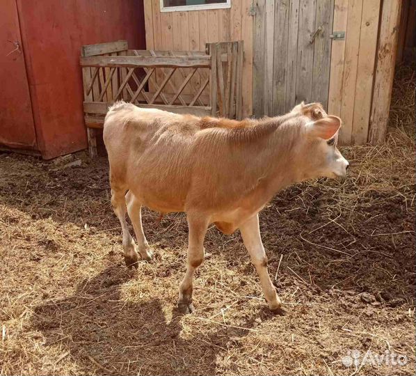 Корова, тёлка и бычок