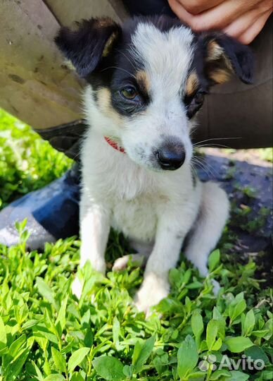 Маленькая собака щенок