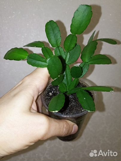 Рипсалидопсис белый и розовый