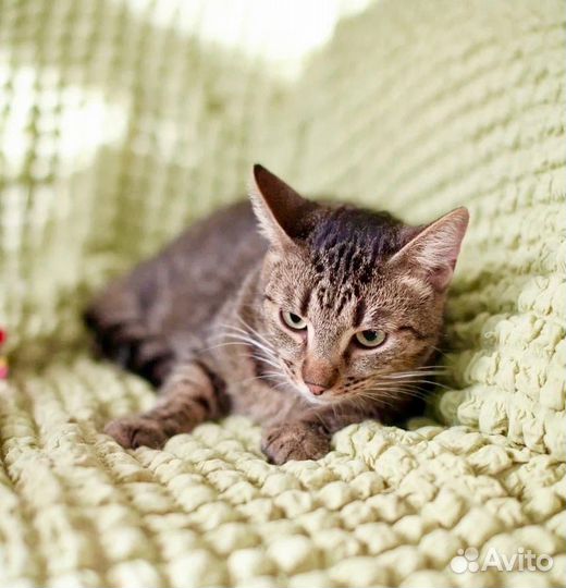 Финик в добрые руки