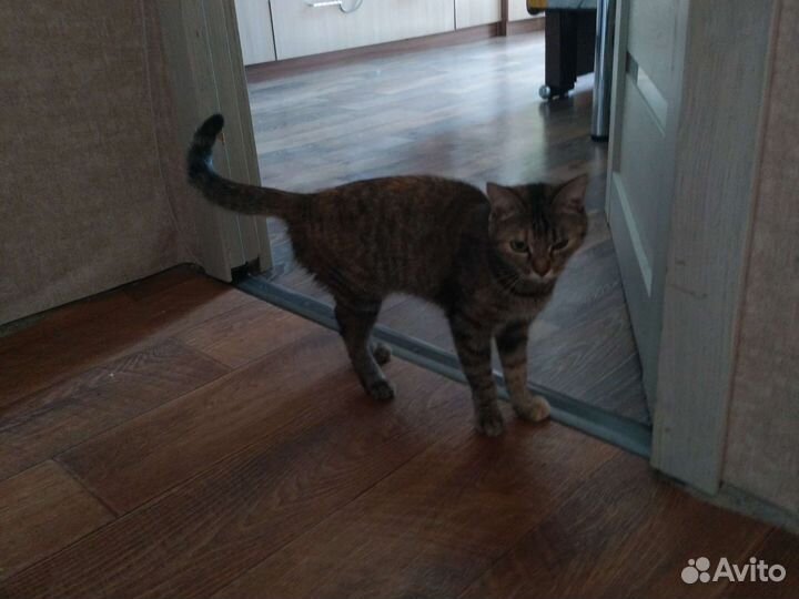 Кошка в дар бесплатно