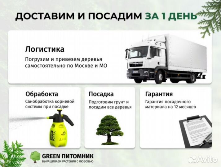 Туя из питомника