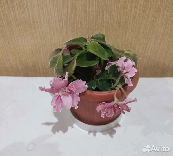 Лавр, фиалка,орхидея, пурпурная традисканция