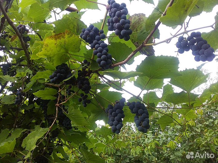 Изабелла виноград