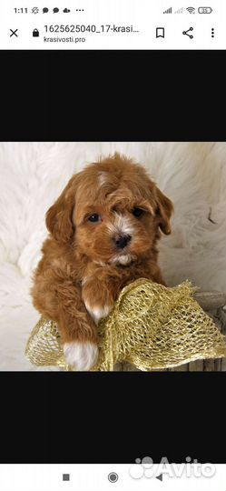 Мальтипу сестрички мини и микро