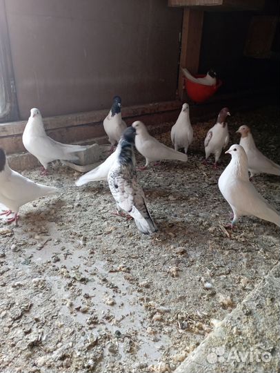 Продажа бакинских голубей