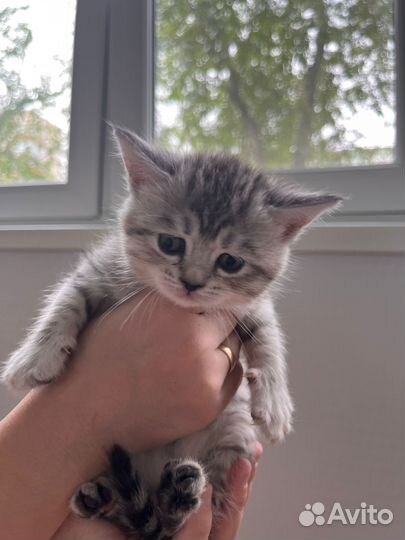 Шотландская кошечка