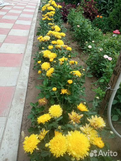 Хризантема летняя