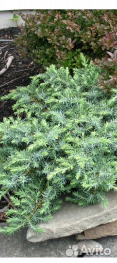 Можжевельник чешуйчатый виргинский прибрежный