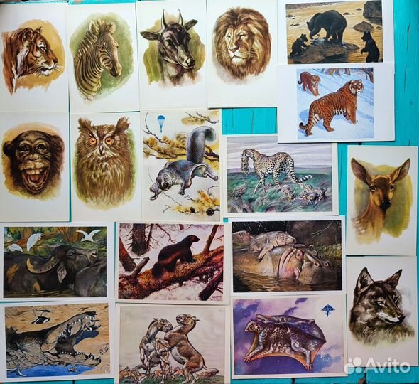 Открытки, иллюстрации животные