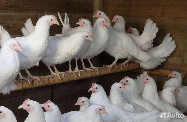 Куры несушки