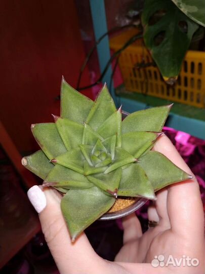 Суккуленты для флорариума