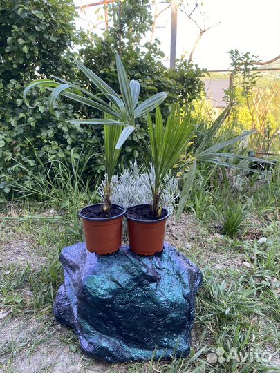 Пальма Хамеропс (веерная)