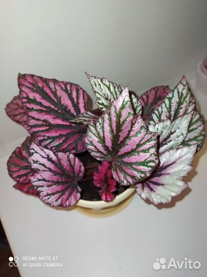 Цветы комнатные