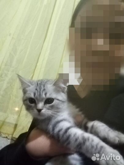 Котята