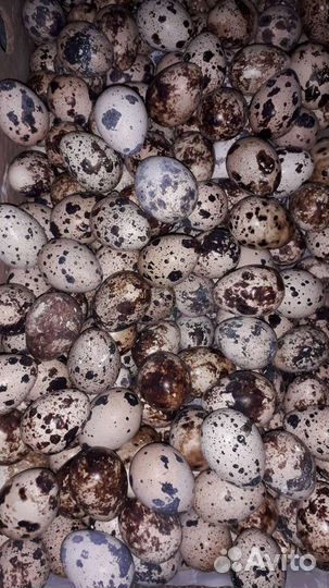 Перепела. инкубационное и столовое яйцо
