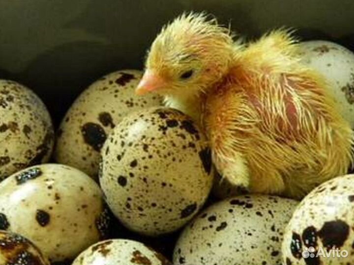 Инкубационное яйцо перепела техасец утяжеленный