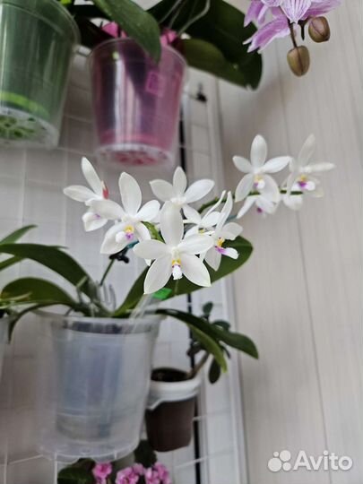Орхидея фаленопсис