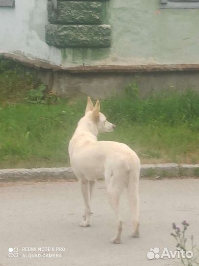 Собаки