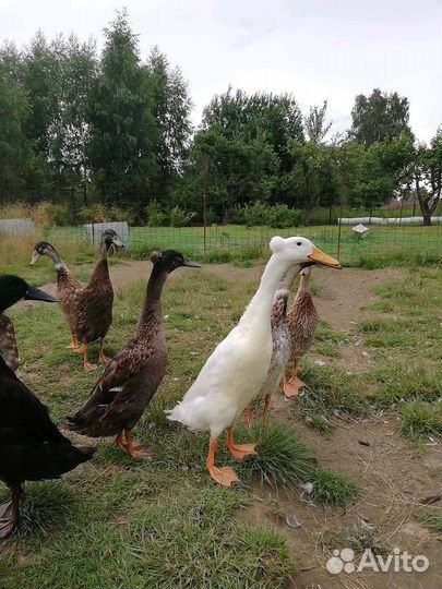 Индийский бегунок