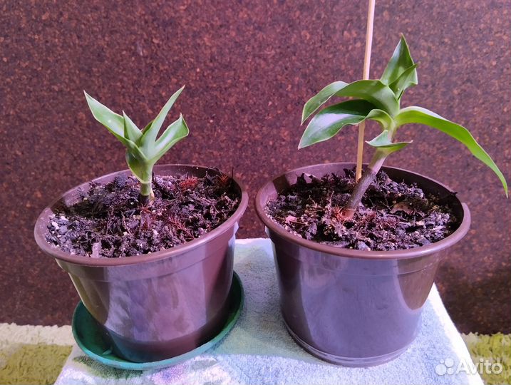 Каллизия душистая, или Золотой ус