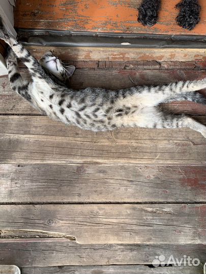 Кошка молоденькая домашняя в добрые руки