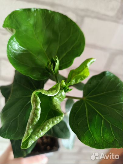 Комнатные растения и цветы