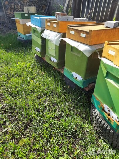 Пчелы карника