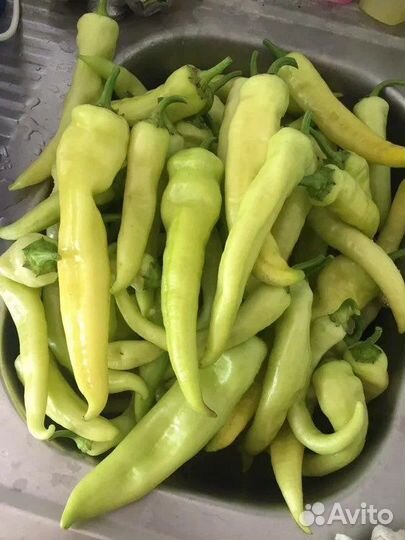 Цицак острый