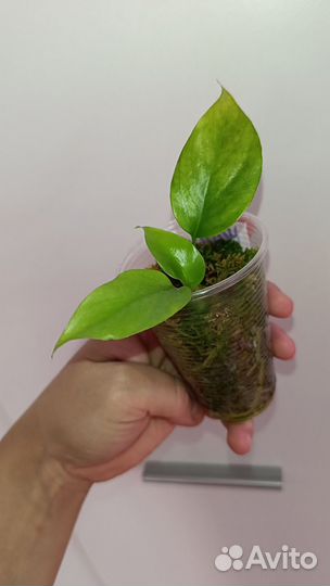 Аройдные набор 3