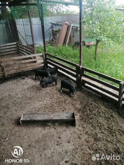 Вьетнамск вислобрюхий поросенок