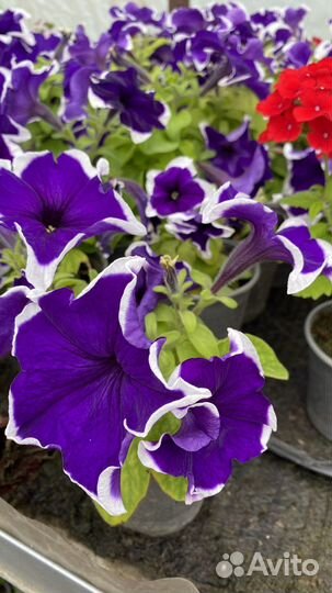 Цветы петунии бархатцы