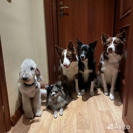 Передержка собак, домашнее содержание