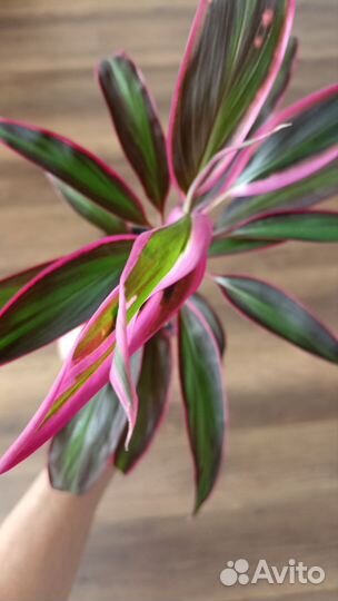 Корделина фрутикоза комнатные растения цветы