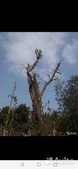 Спил деревьев