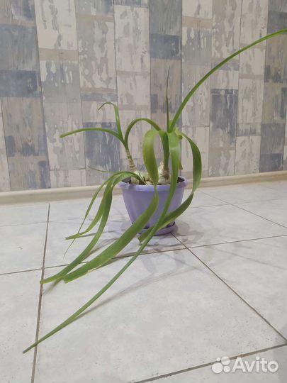 Индийский лук