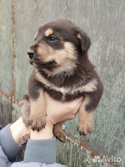 Отдам щенка в добрые руки